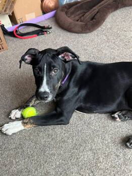 Rescue Whippet Dogs for Adoption in Orland Park, Illinois - Tony | PetCurious