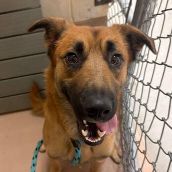 Djarin -  German Shepherd Dog and Mixed Breed Dog for Adoption in Reno, Nevada - Djarin | PetCurious