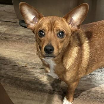 Fat/Nicer Neville -  Chihuahua Dog for Adoption in Rockville, Maryland - Fat/Nicer Neville | PetCurious