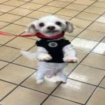 Bichon Frise Dogs Available for Adoption in Jupiter, Florida - Rocky | PetCurious