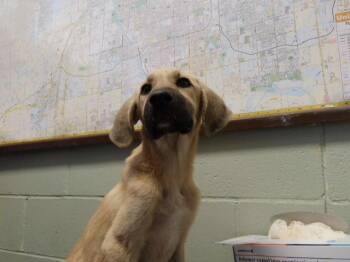 HOPE -  German Shepherd Dog and Mixed Breed Dog for Adoption in Tulsa, Oklahoma - HOPE | PetCurious