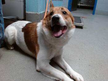 SEVERANCE -  Australian Cattle Dog Blue Heeler and Mixed Breed Dog for Adoption in Albuquerque, New Mexico - SEVERANCE | PetCurious