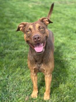 Rescue Pit Bull Terrier Dogs for Adoption in Manteca, California - Rusty | PetCurious