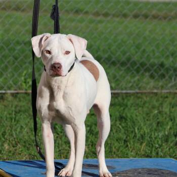 Rescue American Staffordshire Terrier Dogs for Adoption in La Grange, Kentucky - Grover | PetCurious