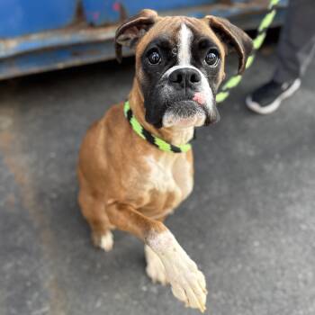 Roxy -  Boxer Dog for Adoption in Philadelphia, Pennsylvania - Roxy | PetCurious
