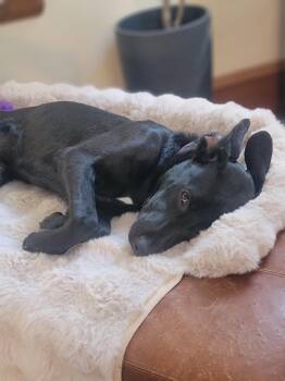 Angie* -  Labrador Retriever and German Shepherd Dog Dog for Adoption in Cuyahoga Falls, Ohio - Angie* | PetCurious