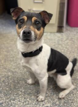 Jack Russell Terrier Dogs Available for Adoption in Bemidji, Minnesota - Bug | PetCurious