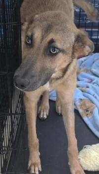 Winnie -  Shepherd Dog for Adoption in Dallas, Texas - Winnie | PetCurious