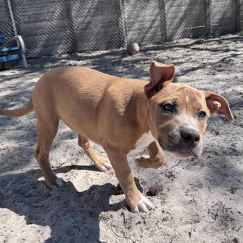 Frappuccino 28288 -  Mixed Breed Dog for Adoption in Middleburg, Florida - Frappuccino 28288 | PetCurious