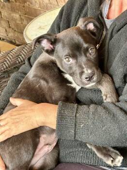 Mixed Breed Dogs Available for Adoption - Jed | PetCurious