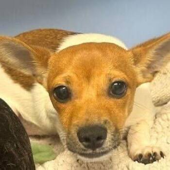 FOSTER OR FOSTER TO ADOPT Finnegan -  Chihuahua Dog for Adoption - FOSTER OR FOSTER TO ADOPT Finnegan | PetCurious