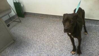 A1269274 -  Pit Bull Terrier Dog for Adoption in Charlotte, North Carolina - A1269274 | PetCurious