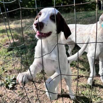 Truvy -  Hound and Mixed Breed Dog for Adoption in Fayetteville, Arkansas - Truvy | PetCurious