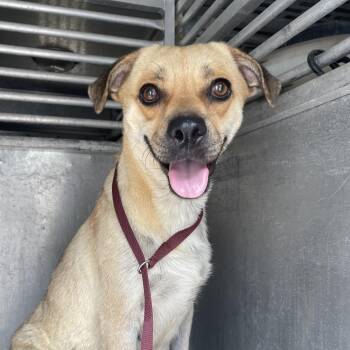 Amaya -  Shepherd and Staffordshire Bull Terrier Dog for Adoption in Edinburg, Texas - Amaya | PetCurious