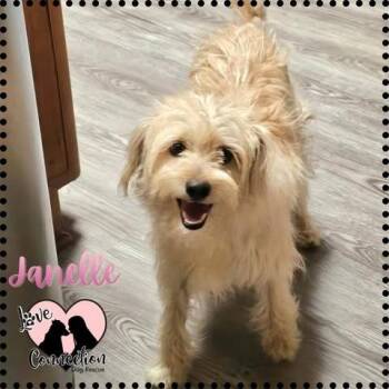 Poodle Dogs Available for Adoption in Gilbert, Arizona - Janelle | PetCurious