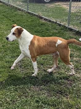 Mixed Breed Dogs Available for Adoption in Davenport, Iowa - Collins | PetCurious