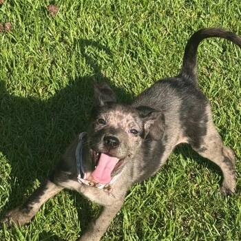 Pepper -  Cattle Dog Dog for Adoption in Enterprise, Alabama - Pepper | PetCurious