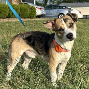 Rescue Mixed Breed Dogs for Adoption in Troy, Illinois - Chachi | PetCurious