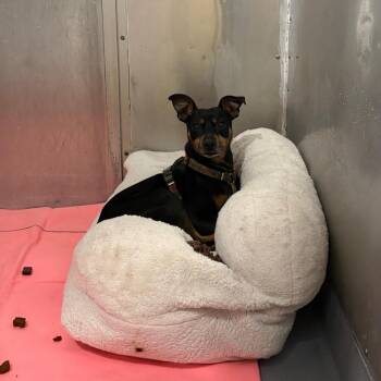 Comic -  Miniature Pinscher and Mixed Breed Dog for Adoption in Binghamton, New York - Comic | PetCurious