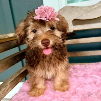 Hershey -  Terrier and Chihuahua Dog for Adoption in Foley, Alabama - Hershey | PetCurious