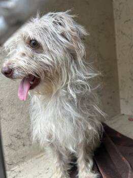 BAILEY -  Scottish Terrier and Maltese Dog for Adoption in Indianapolis, Indiana - BAILEY | PetCurious