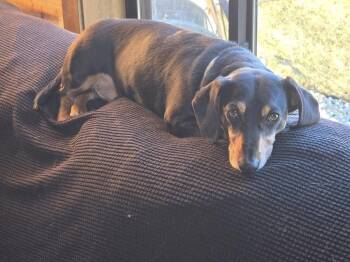 Dachshund and Cattle Dog Dogs Available for Adoption - Chappy | PetCurious