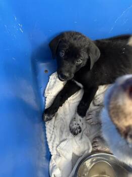 JOURNEE -  Mixed Breed Dog for Adoption in Dallas, Texas - JOURNEE | PetCurious
