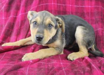 Rescue Australian Cattle Dog Blue Heeler and German Shepherd Dog Dogs for Adoption in Morton Grove, Illinois - Cosmo | PetCurious
