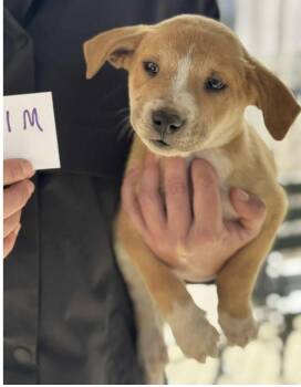 Rescue Black Mouth Cur and Mountain Cur Dogs for Adoption - Hutch | PetCurious