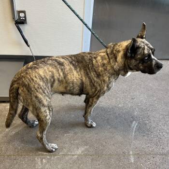 Doja -  Mixed Breed Dog for Adoption in Las Cruces, New Mexico - Doja | PetCurious