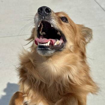 Koa -  Pomeranian and Mixed Breed Dog for Adoption in Matteson, Illinois - Koa | PetCurious