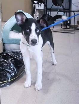 BLUEY -  Labrador Retriever and Mixed Breed Dog for Adoption - BLUEY | PetCurious