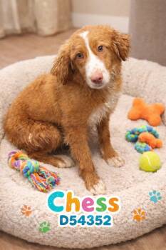 Collie and Mixed Breed Dogs Available for Adoption in Clarksville, Tennessee - Chess | PetCurious