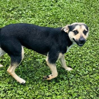 Zephyr -  Australian Cattle Dog Blue Heeler and Shepherd Dog for Adoption in Brownsboro, Alabama - Zephyr | PetCurious