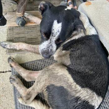 TNGC-Stray-1260 -  Mixed Breed Dog for Adoption in Pulaski, Tennessee - TNGC-Stray-1260 | PetCurious