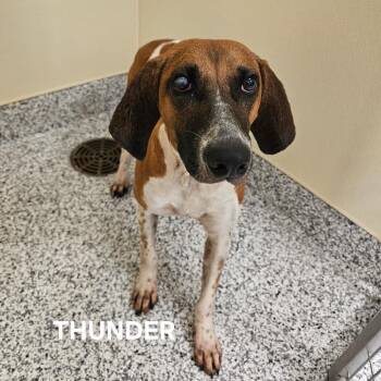 Thunder -  Treeing Walker Coonhound and Hound Dog for Adoption in Madisonville, Tennessee - Thunder | PetCurious