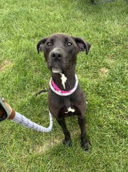DAFFODIL -  Labrador Retriever and Mixed Breed Dog for Adoption in Dayton, Ohio - DAFFODIL | PetCurious