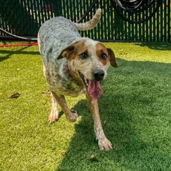Cassidy -  Mixed Breed Dog for Adoption in Winston-salem, North Carolina - Cassidy | PetCurious