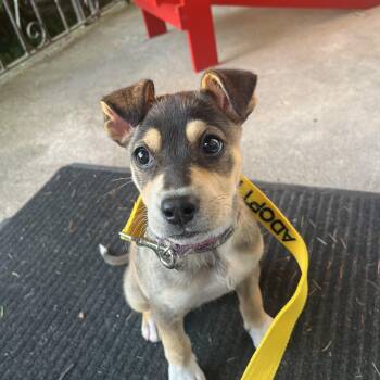 Rescue Husky Dogs for Adoption in Toronto, Ontario - June | PetCurious