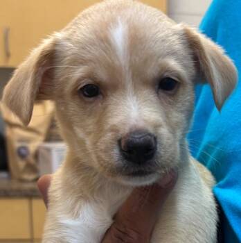 SKELLY -  Beagle and Labrador Retriever Dog for Adoption in Elizabethton, Tennessee - SKELLY | PetCurious