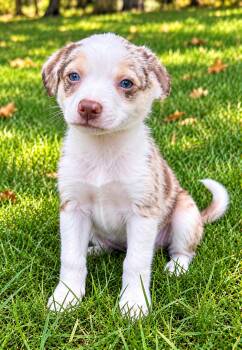 Charlie -  Australian Shepherd and Chihuahua Dog for Adoption in New Baltimore, Michigan - Charlie | PetCurious