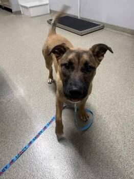 Margaret -  German Shepherd Dog and Mixed Breed Dog for Adoption in Pequot Lakes, Minnesota - Margaret | PetCurious