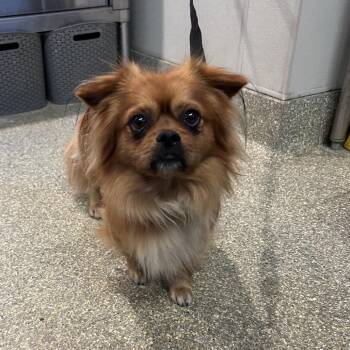 Gizmo - Chino Hills Location -  Pomeranian and Spaniel Dog for Adoption in Chino Hills, California - Gizmo - Chino Hills Location | PetCurious