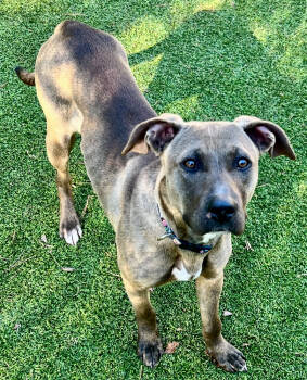 Rescue Pit Bull Terrier Dogs for Adoption in Sandy Springs, Georgia - Oakleigh | PetCurious