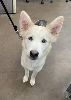DISNEY -  Mixed Breed Dog for Adoption in Dallas, Texas - DISNEY | PetCurious