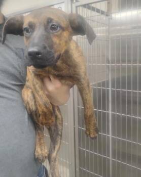 Cheddar -  Mixed Breed Dog for Adoption in Lake City, Arkansas - Cheddar | PetCurious
