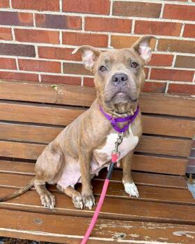RUBY -  Pit Bull Terrier Dog for Adoption in Brewster, Massachusetts - RUBY | PetCurious