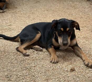 Baby -  Shepherd and Dachshund Dog for Adoption in Newport, New Hampshire - Baby | PetCurious