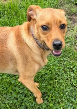 Dash -  Chihuahua and Mixed Breed Dog for Adoption in Lagrange, Indiana - Dash | PetCurious