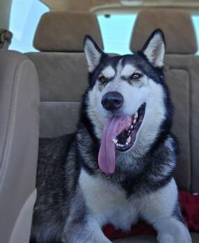 Rescue Siberian Husky Dogs for Adoption in Omaha, Nebraska - Titan | PetCurious